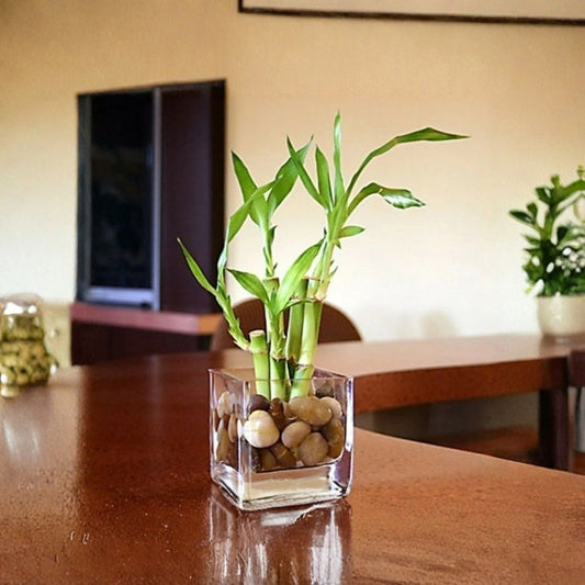 Lucky Bamboo Live Plants – 5 Rooted Stalks | 4 Inch Stems | Feng Shui Water Plant | Indoor Houseplant | Easy Care Gift