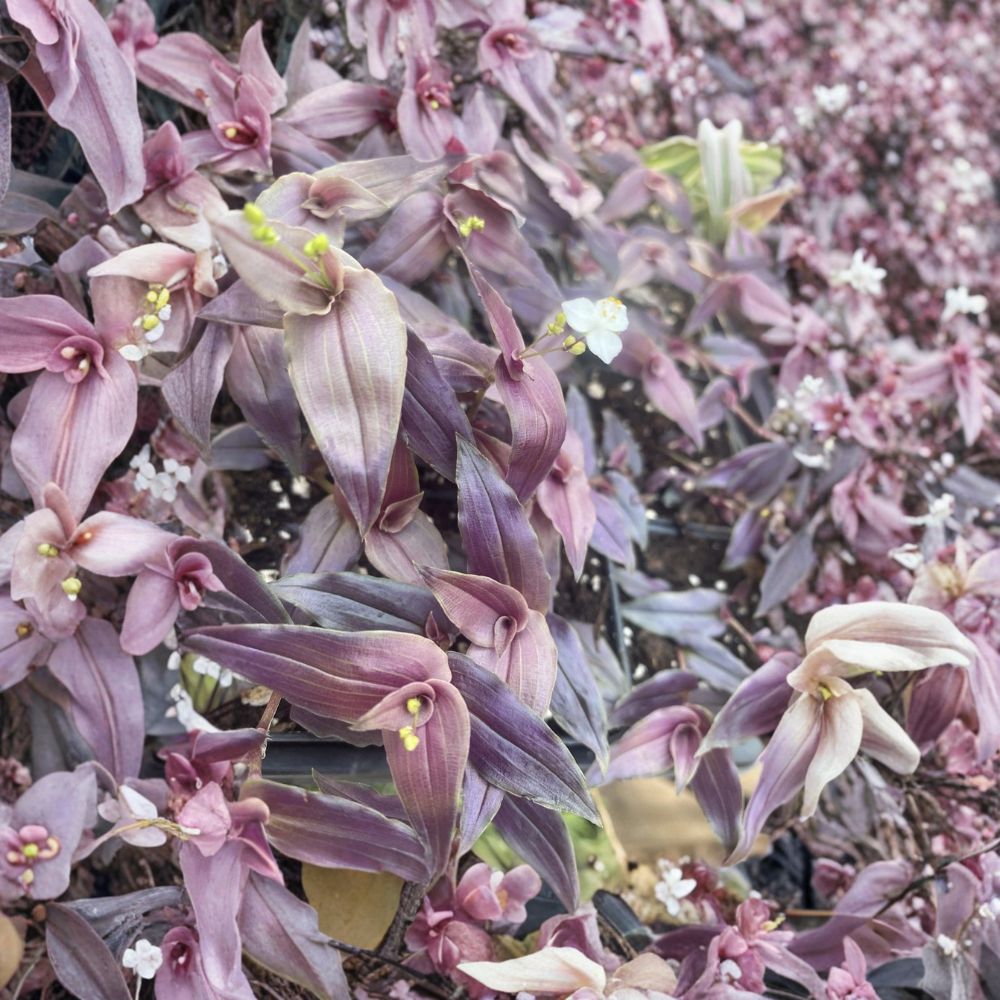 Purple Bridal Veil – Tradescantia Live Houseplant | 2 Inch Nursery Pot | Rooted Indoor & Outdoor Plant | Easy to Grow