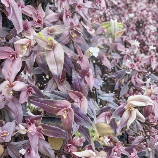 Purple Bridal Veil – Tradescantia Live Houseplant | 2 Inch Nursery Pot | Rooted Indoor & Outdoor Plant | Easy to Grow
