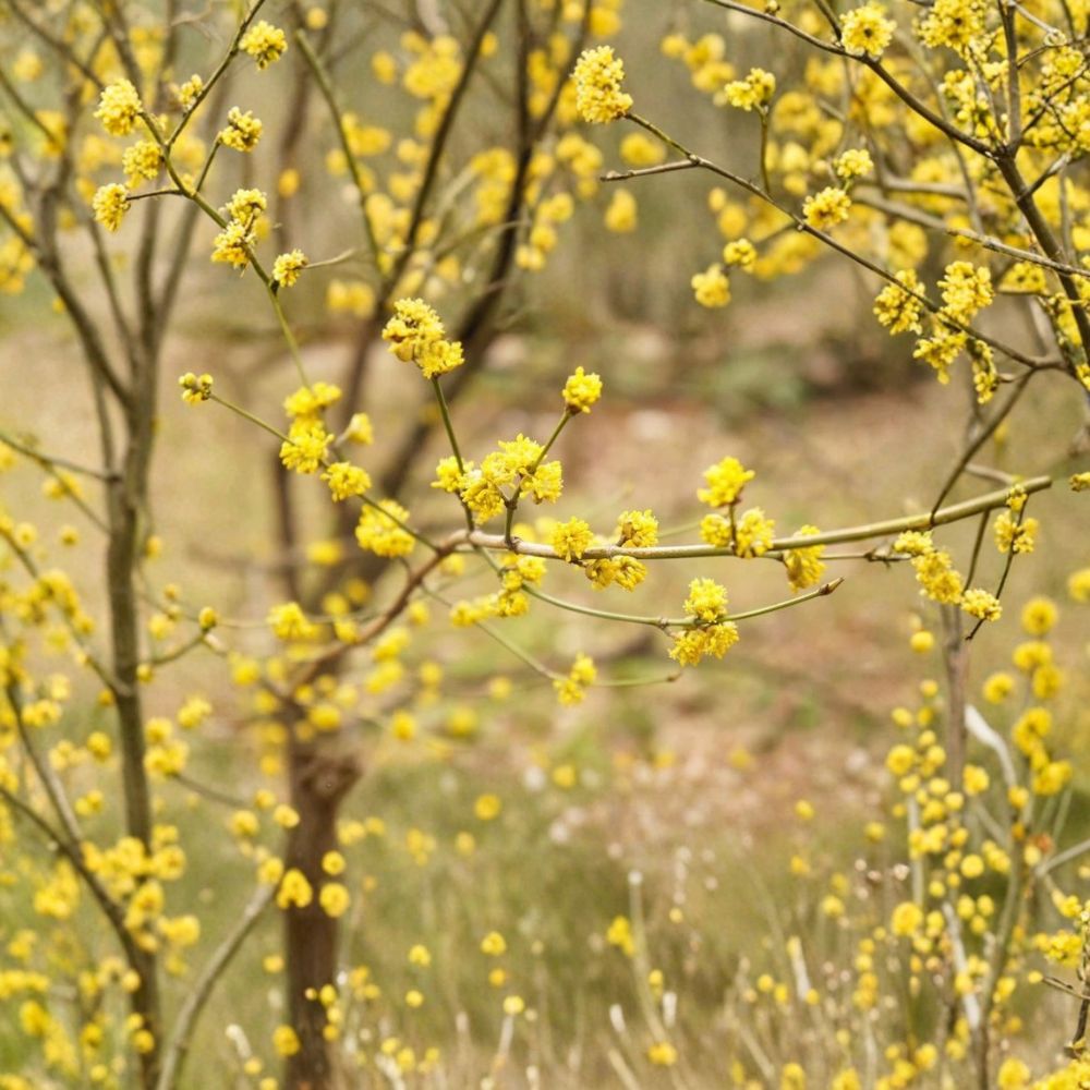 Northern Spicebush – Lindera benzoin Live Bare Root Plant | 6–12 Inch Native Shrub | Wildlife & Pollinator Garden | Easy to Grow