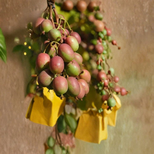 Geneva Hardy Kiwi Female Plant – Actinidia arguta ‘Geneva’ | Live Rooted Starter | Zones 4–8 | Smooth-Skinned Kiwi Vine | Fruiting Female
