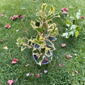 Argentea Marginata English Holly – Live Variegated Evergreen Shrub | 4 Inch Pot Plant | Ilex aquifolium With Red Berries | Ornamental Landscape Holly