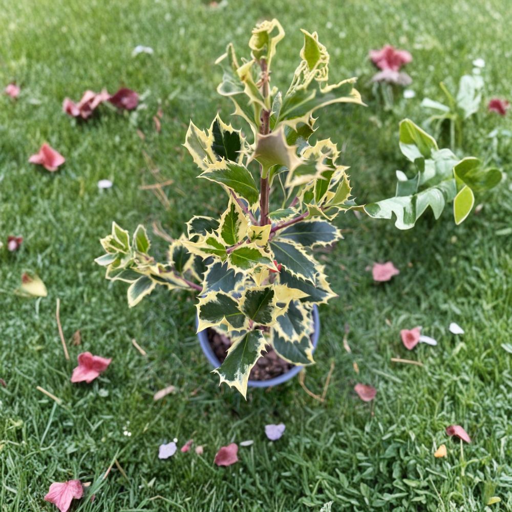 Argentea Marginata English Holly – Live Variegated Evergreen Shrub | 4 Inch Pot Plant | Ilex aquifolium With Red Berries | Ornamental Landscape Holly