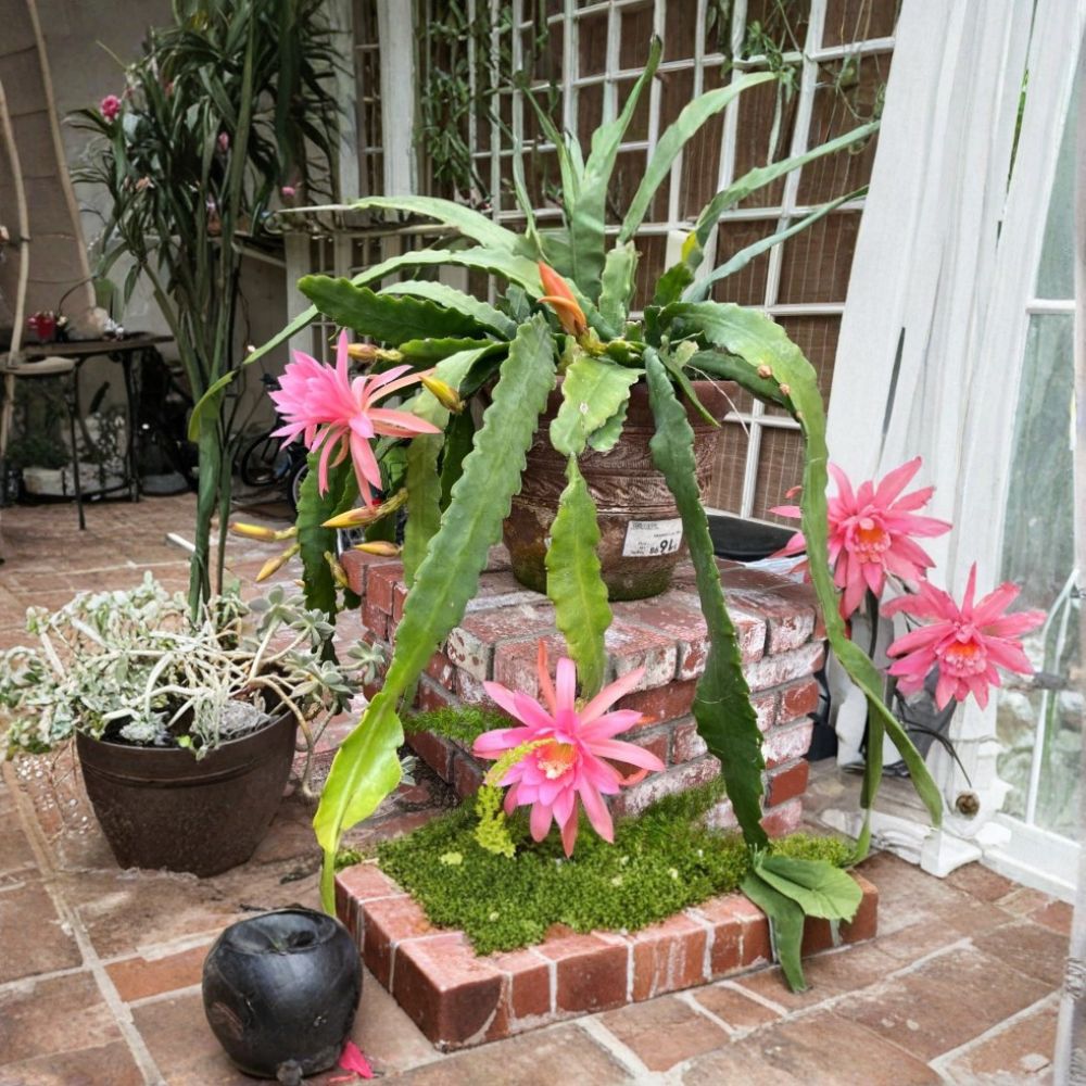 Queen of the Night Cactus – Epiphyllum hookeri Live Bare Root Stems | Set of 2 | Night Blooming Orchid Cactus