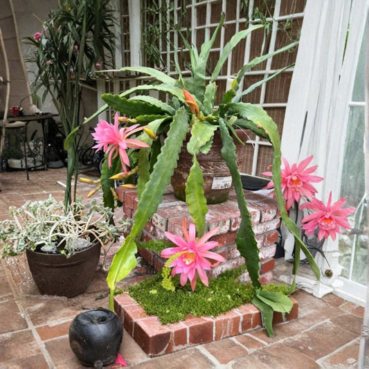 Queen of the Night Cactus – Epiphyllum hookeri Live Bare Root Stems | Set of 2 | Night Blooming Orchid Cactus