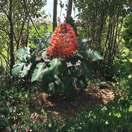 Orange Pagoda Plant – Clerodendrum paniculatum Fresh Cuttings | Set of 6 | 8–10 Inches Long | Pyramid Flowering Plant | Easy to Grow