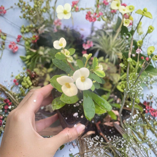Yellow Crown of Thorns – Euphorbia milii Live Rooted Plant | Yellow Flower Succulent | Easy Care Houseplant | Drought Tolerant