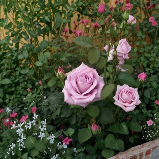 Blue Girl Rose Live Plant | 1 Gallon | 2 Year Old Field Grown Hybrid Tea Rose | Mauve Lavender Blooms | Fragrant Garden Rose