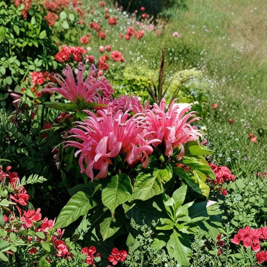 Pink Flamingo Justicia Carnea Live Plant – Brazilian Plume Flower | Jacobinia Starter Plant | Hummingbird & Butterfly Favorite | Rooted Plant