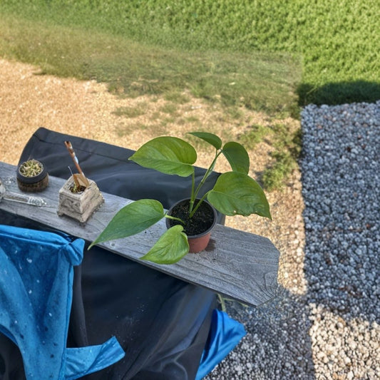 Jade Pothos Live Plant – 4 Inch Potted Houseplant | Green Pothos Vine | Easy Care Indoor Plant | Trailing Houseplant | Home & Office Décor