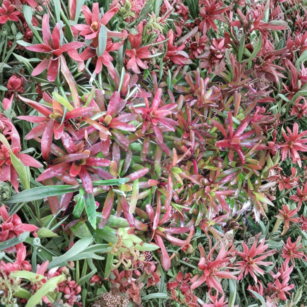 Fireball Bromeliad – Neoregelia Live Plant Pups | 5 Unrooted Offsets | Tropical Houseplant | Easy to Grow
