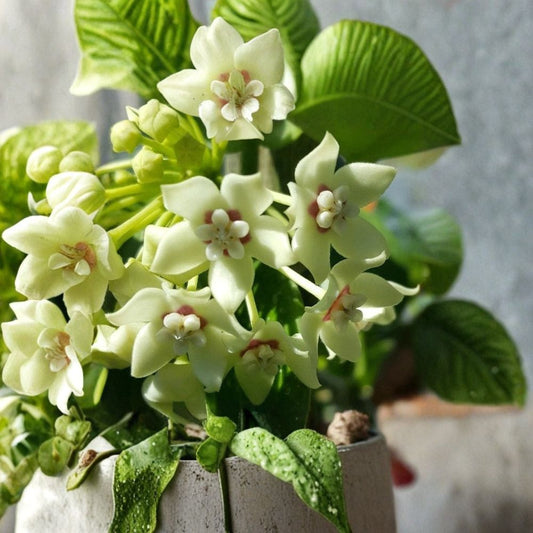 Hoya Australis Vine – Live Wax Plant | 5+ Inches Tall | Bare Root | Vanilla Hoya | Fragrant Climbing Houseplant