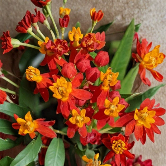 Red Milkweed Plants – Pack of 2 Live Plants | Butterfly Garden Milkweed | Red Flowering Perennial | Pollinator Friendly | Garden & Landscape Plant