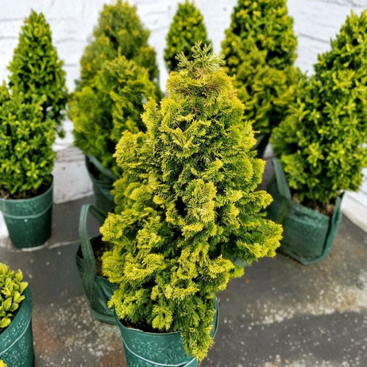 Chamaecyparis obtusa ‘Nana Lutea’ Live Hinoki Cypress | Golden Dwarf Evergreen Conifer | #1 Container Grown