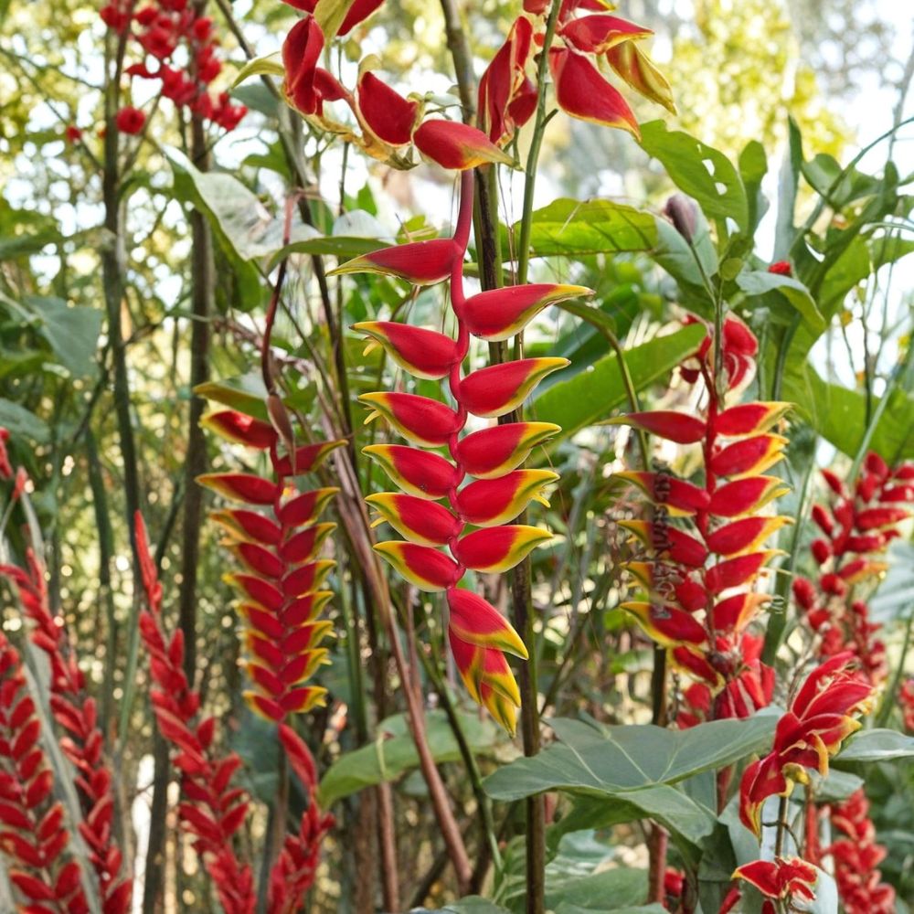 Hanging Lobster Claw – Heliconia rostrata Live Rhizome | Exotic Tropical Flower | 1 Rhizome Bulb | Fast Growing