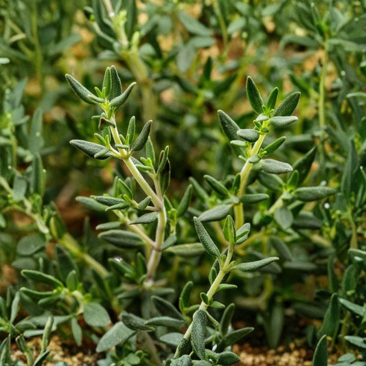 Thyme Herb Live Plant | 7 Inch Tall | 3.5 Inch Pot | Culinary Herb | Easy to Grow Perennial | Fresh Cooking Spice