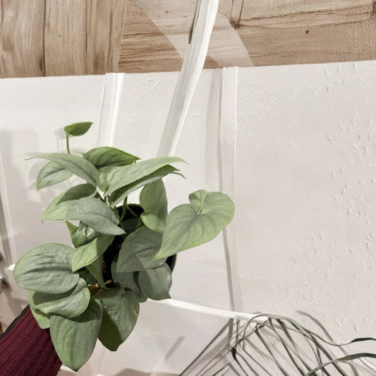 Scindapsus Platinum Java Silver Hero – Scindapsus Live Rooted Plant | Includes Nursery Pot | Rare Silver Foliage Houseplant | Indoor Friendly | Easy to Grow