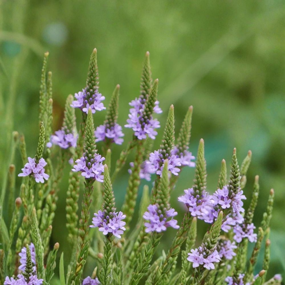 Blue Vervain – Verbena hastata Live Bare Root Perennial | Native Pollinator Plant | Purple Flower Garden