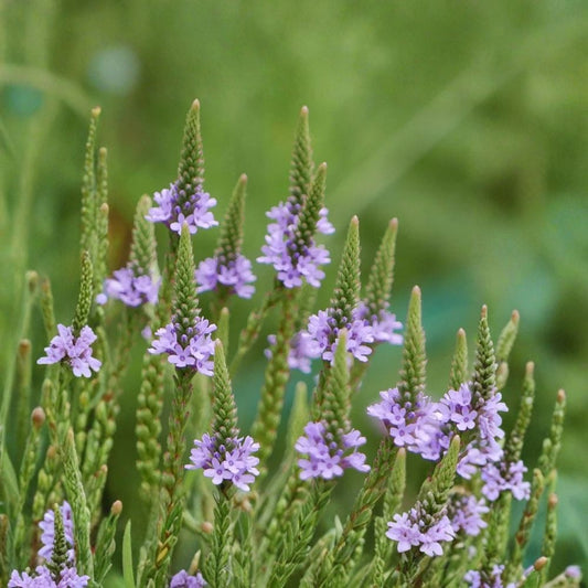 Blue Vervain – Verbena hastata Live Bare Root Perennial | Native Pollinator Plant | Purple Flower Garden