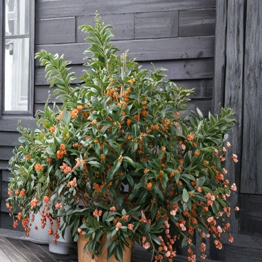 Apricot Echo Orange Tea Olive Live Plant – Osmanthus fragrans ‘Apricot Echo’ | 2.5 QT Grow Bag | Fragrant Evergreen Shrub | Reblooming Tea Olive