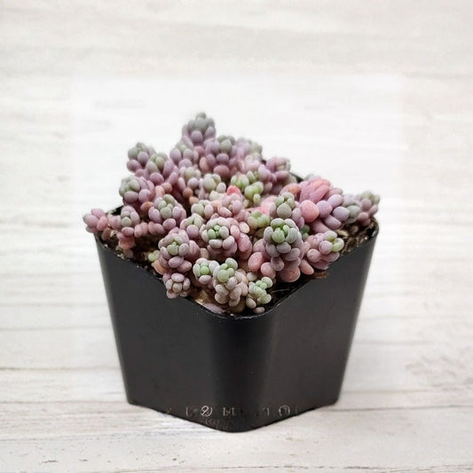 Sedum dasyphyllum Corsican Stonecrop Live Succulent – 2 Inch Pot | Creeping Ground Cover | Drought Tolerant Rock Garden Plant | Easy Care Succulent