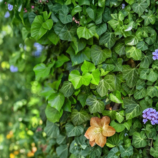 English Ivy – Hedera helix Rooted Cuttings | Set of 22 | 9–16 Inches Long | Evergreen Climbing Vine | Ready to Plant