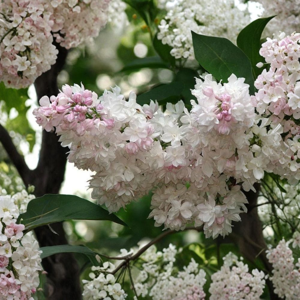 Beauty of Moscow Lilac – Live Fragrant Flowering Shrub | 4 Inch Pot Plant | Syringa vulgaris ‘Krasavitsa Moskvy’ | Double White Pink Blooms