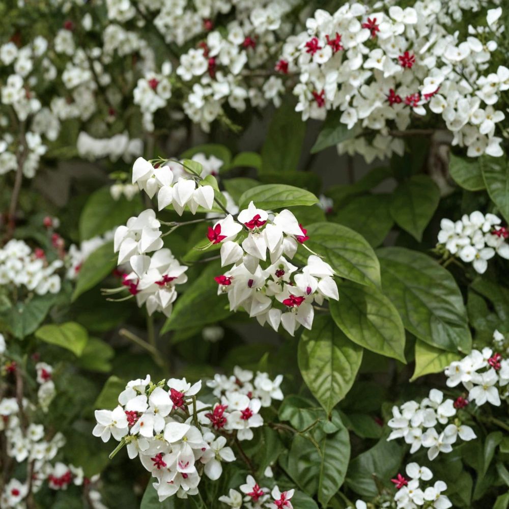 Bleeding Heart Vine – Clerodendrum thomsoniae Live Rooted Starter Plant | White & Red Blooms | Bare Root Tropical Vine | Easy to Grow