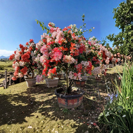 Bougainvillea ‘Maharani’ – Live 2 Gallon Bougainvillea Vine | Bicolor Pink Red White | Tropical Flowering Plant | Large Outdoor Container Vine
