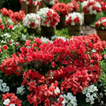 Azalea ‘Girard’s Hot Shot’ Live Evergreen Azalea | Red Orange Blooming Shrub | Compact Cold Hardy Plant | #1 Container Grown