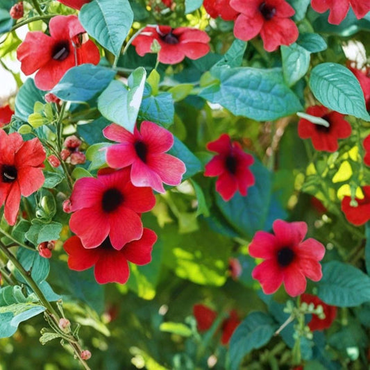 Black Eyed Susan Vine 'Sunny Susy Cherry' – Thunbergia alata Live Starter Plant | 6–10 Inches Tall | Includes 2.5" x 3.5" Pot | Red Flowering Vine | Easy to Grow