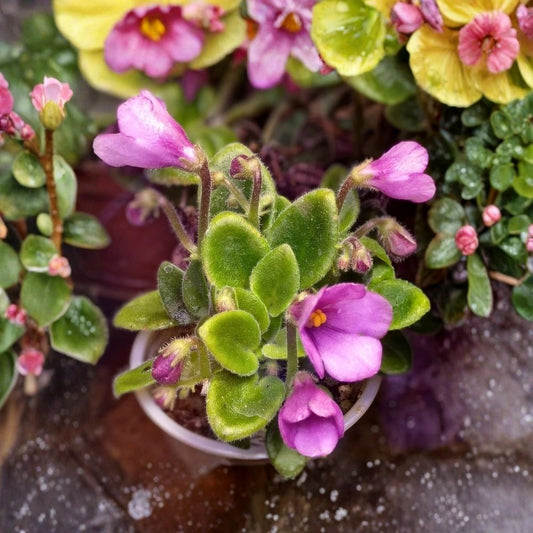 African Violet SK-Vernisazh Live Plant | Micro Miniature Saintpaulia | Healthy Rooted Houseplant | Compact Indoor Flowering Plant
