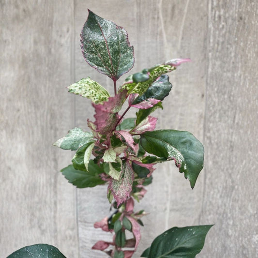 Variegated Hibiscus – Live Flowering Shrub | 4 Inch Nursery Pot | Pink, White & Green Foliage | Tropical Garden Plant | Easy to Grow