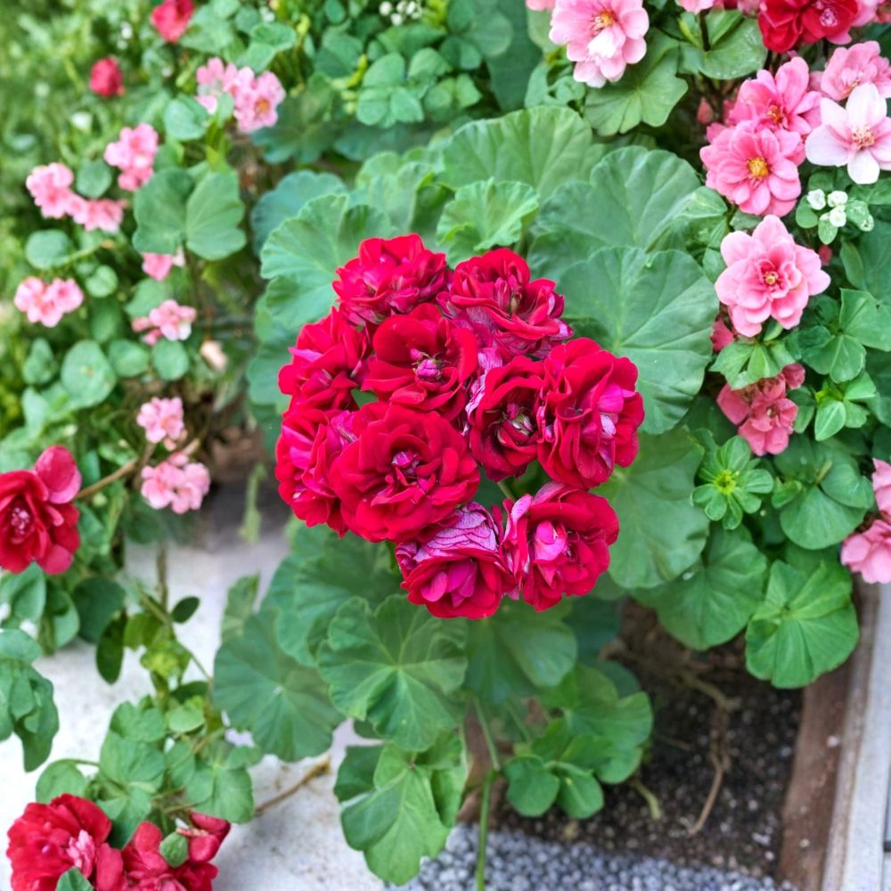 Double Red Geranium – Pelargonium Fresh Cuttings | Set of 4 | Vibrant Double Blooms | Easy to Grow