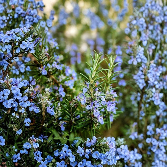 Upright Rosemary Live Plant – Rosmarinus officinalis | 6–8 Inch Herb Plant | 2 Plants in 1 Pot | Fragrant Evergreen Herb | Culinary Garden Plant