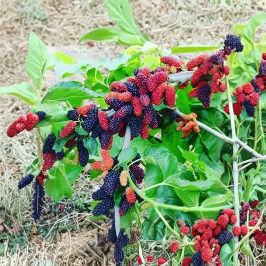 Illinois Everbearing Mulberry – Morus alba × rubra Live Cuttings | Set of 6 | Fresh Dormant Hardwood Cuttings for Rooting