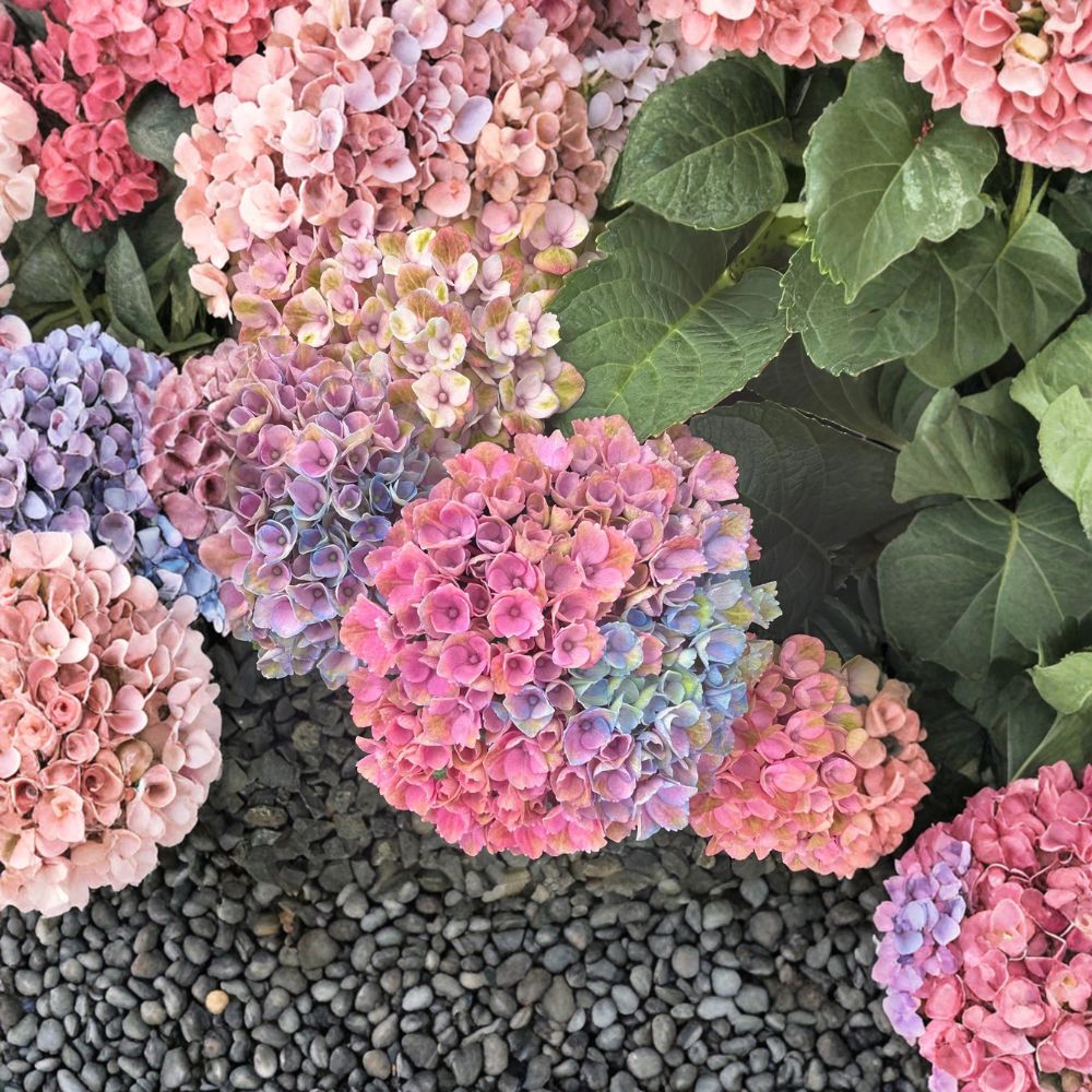Hydrangea macrophylla ‘Magical Revolution’ Live Hydrangea Shrub | Color Changing Mophead Blooms | Compact Flowering Plant | #3 Container Grown