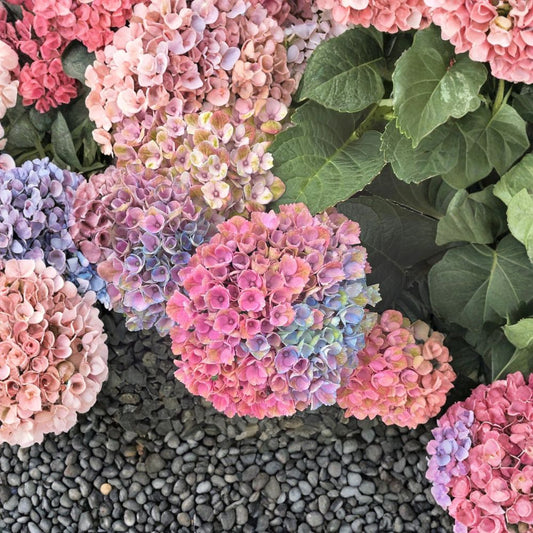 Hydrangea macrophylla ‘Magical Revolution’ Live Hydrangea Shrub | Color Changing Mophead Blooms | Compact Flowering Plant | #3 Container Grown