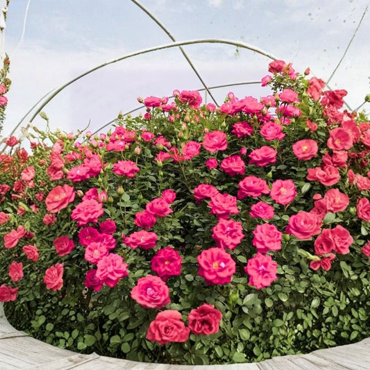 Deep Pink Climbing Rose Live Plant – Hardy Rose Starter | 5–10 Inch Tall | Fragrant Pink Rose | Outdoor Garden Plant | Zones 4–9