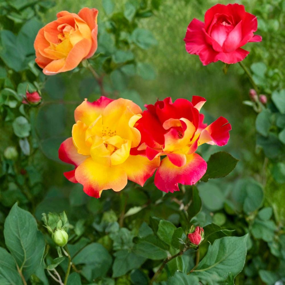 Sunset Horizon™ Shrub Rose – Live Rose Plant | 1 Quart Grow Bag | Floribunda Rose | Yellow to Cherry Red Blooms | Easy to Grow