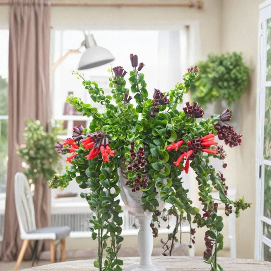 Curly Lipstick Plant Live – Aeschynanthus radicans ‘Curly’ | Twisted Foliage Houseplant | Red Tubular Flowers | Trailing Indoor Plant | No Pot