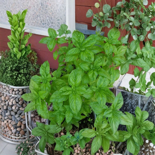 Italian Basil Plant – Live Ocimum basilicum | 2 Plants in 1 Pot | Large Leaf Culinary Herb | Pesto Basil | Kitchen Garden | No CA Shipping