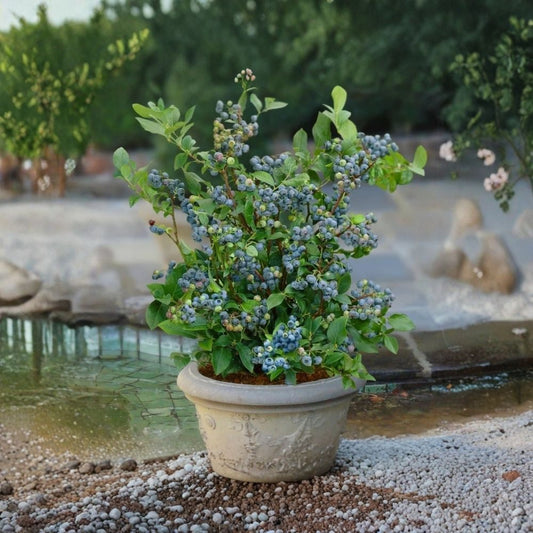 Sunshine Blue Semi-Dwarf Blueberry Live Plant | 1 Quart | Vaccinium x 'Sunshine Blue' | Southern Highbush | Patio Fruit Plant