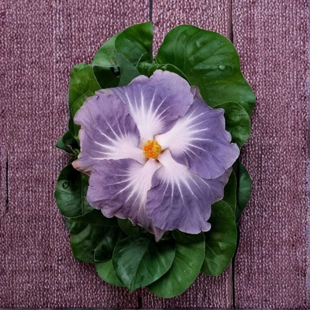 Hibiscus Cajun Color Blackberry Jam Live Starter Plant | Tropical Flowering Hibiscus | Rooted Plant in Nursery Cell | Patio & Garden Friendly | Easy to Grow