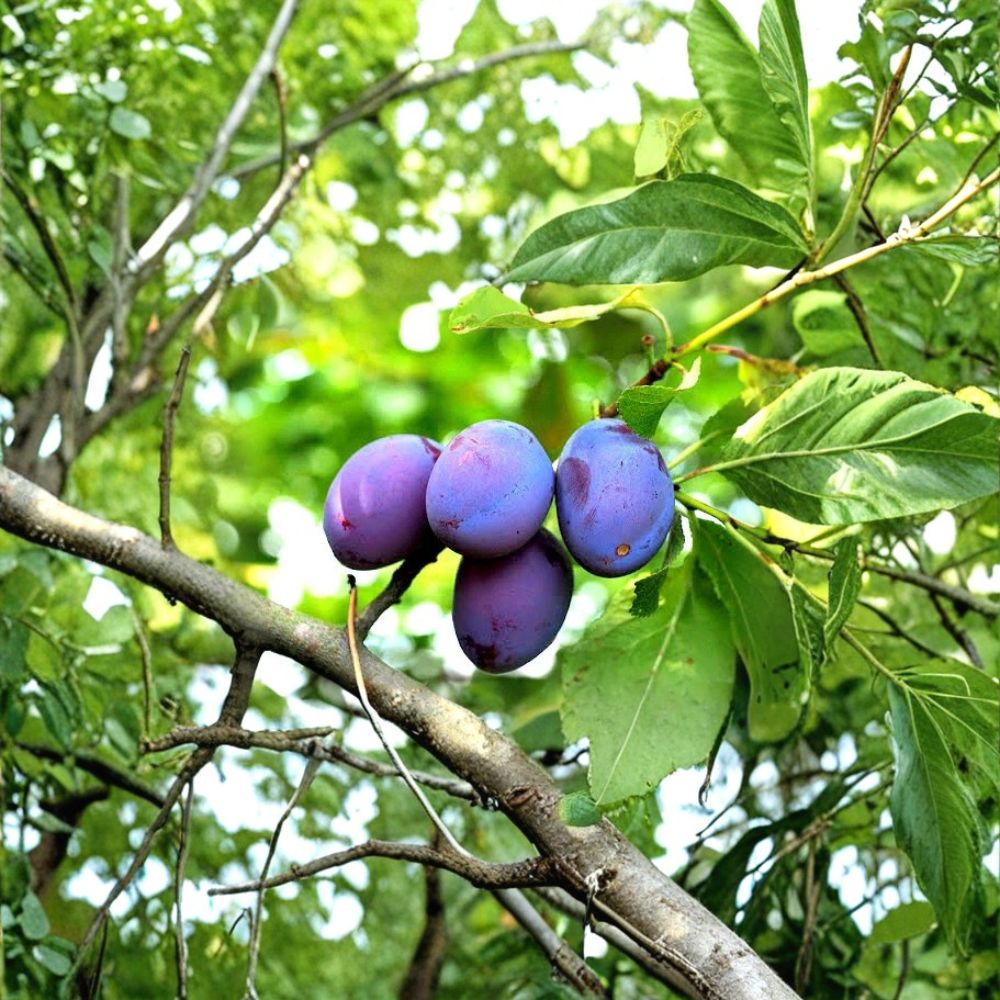 Damson Blue Plum Tree – Prunus Fresh Unrooted Cuttings | Set of 5 | 6 Inches Long | Fruit Tree Propagation | Easy to Grow