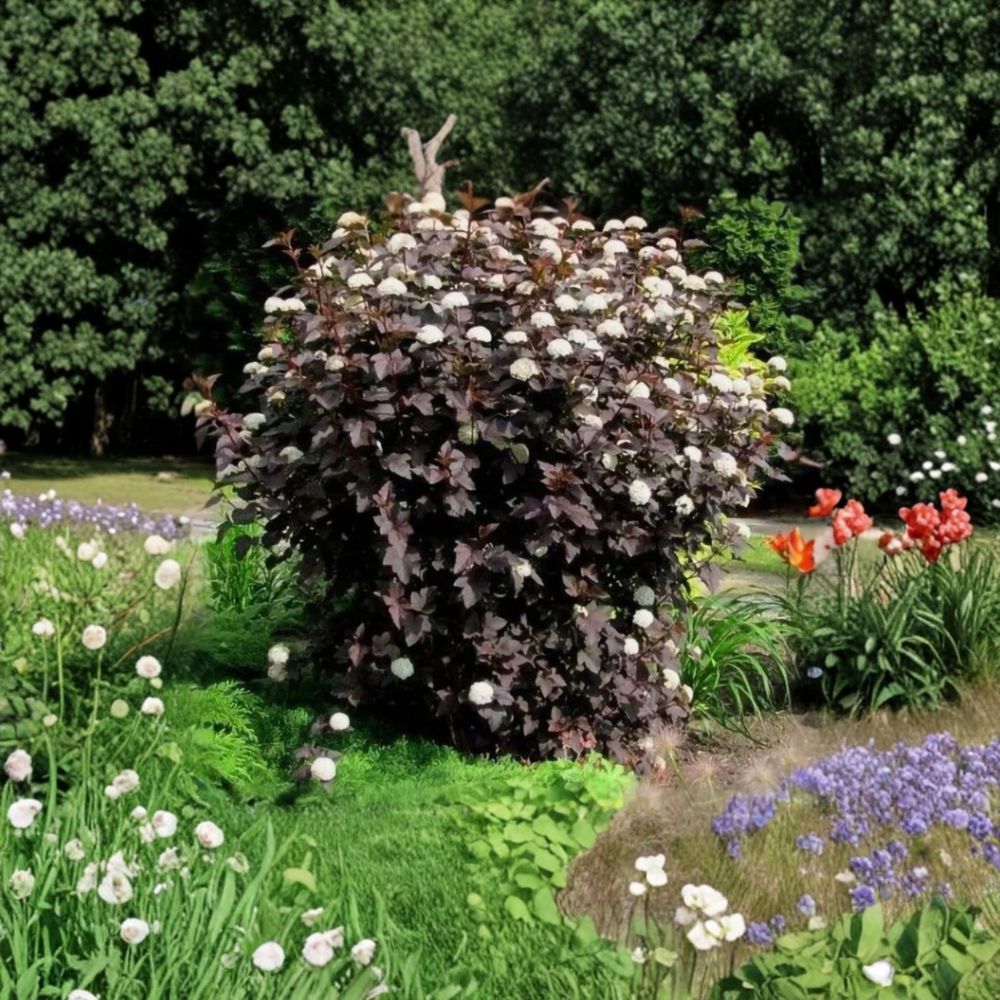Crimson Diablo Ninebark – Physocarpus opulifolius 'Diablo' Live Plant | 8–18 Inches Tall | Includes Gallon Pot | Hardy Ornamental Shrub | Landscape Favorite | Easy to Grow