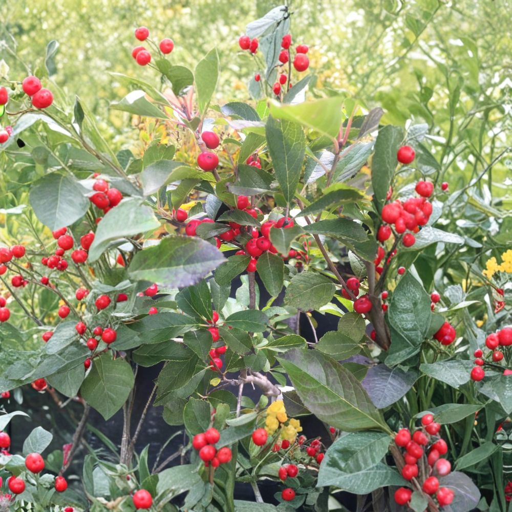 Red Sprite Winterberry Holly – Live Dwarf Shrub | 4 Inch Pot Plant | Ilex verticillata With Bright Red Berries | Compact Landscape Holly