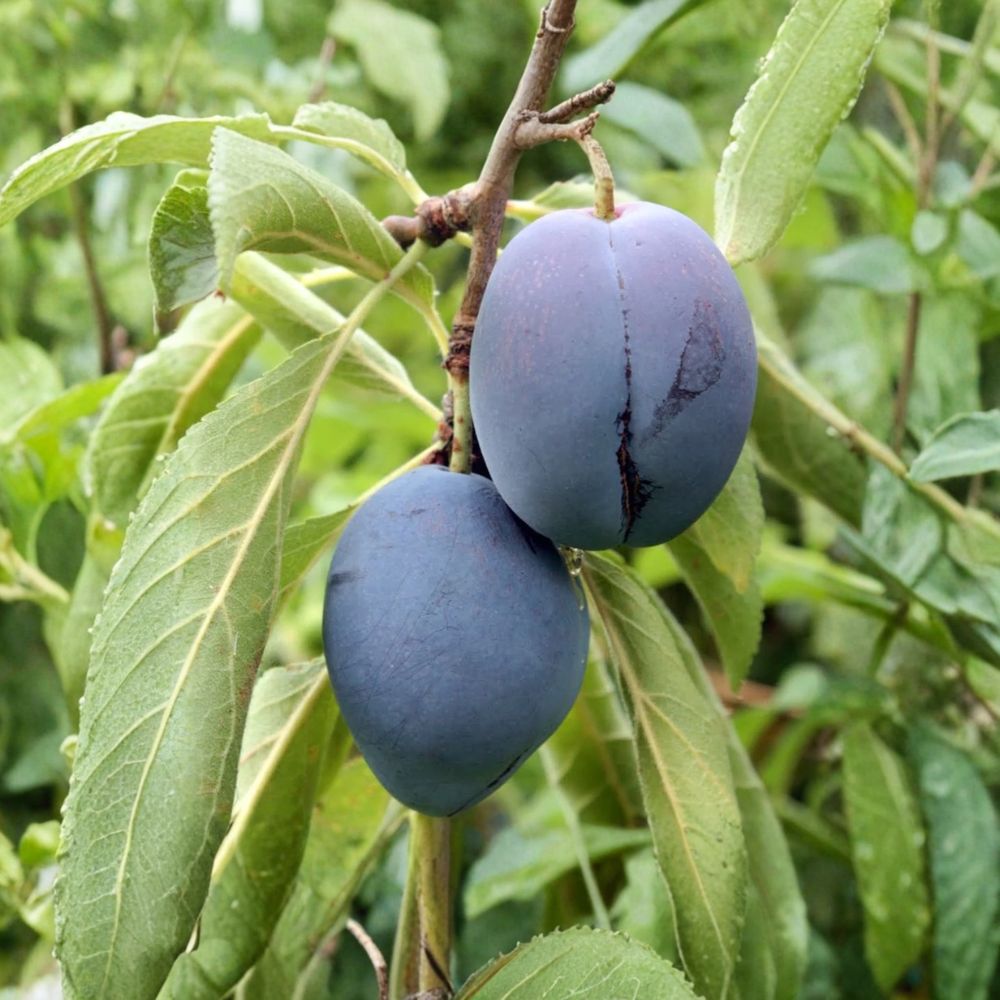 Dwarf Italian Plum Tree – Live Bare Root Fruit Tree | Self-Pollinating | Sweet Purple Plums | Compact Garden Tree | Easy to Grow