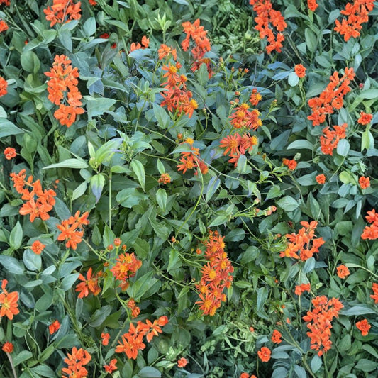 Mexican Flame Vine – Pseudogynoxys chenopodioides Live Cuttings | Set of 10 | 5–7 Inches | Unrooted Butterfly Vine