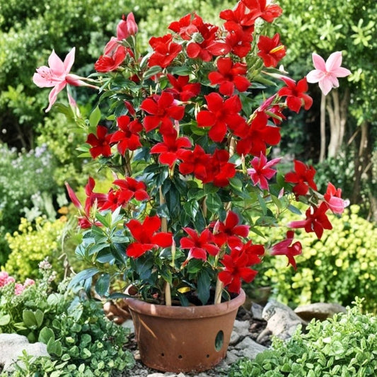 Red Mandevilla Live Plant | 4–10 Inch Starter | Tropical Flowering Vine | Red Trumpet Flowers | Ships Without Pot